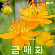 팝플라워 큰금매화 씨앗 100립