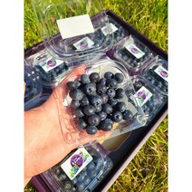 국산블루베리 생블루베리 블루베리 1KG 400g 200g, 100g 4팩, 1개