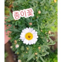 종이꽃/작고 소박한 느낌의 봄의 꽃