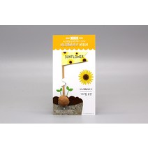 씨드깃발 미니 해바라기 키우기 홈가드닝 꽃 씨앗 기르기
