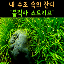 [비바소녀] 내 수조 속 잔디 블릭사 쇼트리프(5뿌리) / 수질정화 구피은신처 초보수초 레이아웃