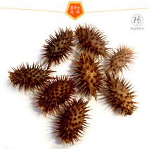 도꼬마리 열매(50립)
