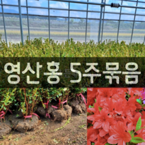 [모든원예조경] 영산홍 30cm 5주묶음 철쭉묘목 (빨간색) 봄꽃 꽃나무 울타리 아파트조경 가성비 적색