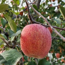 충주사과 안심사과 15kg 51/57 내외 충주안심사과즙, 상세페이지 참조