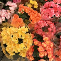 꽃나무팜 (5개한세트) 팬지 소품 야생화 식용꽃 꽃식물 화분 나비꽃 색상랜덤 한개금액입니다