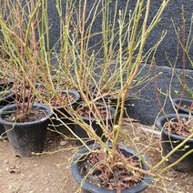 블루베리 삽목 4년생 분 (스타) 1주, 본상품선택, 1개