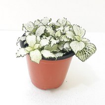 피토니아 화이트스타 실내공기정화식물 공기청정식물 화이트스타키우기, 단품