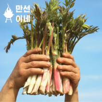 완전신선한 눈꽃 땅두릅 두릅 제철나물 독활 가평 참두릅 봄나물 세발나, 1kg, 1개