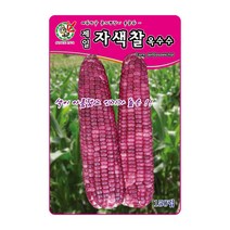 오스템 옥수수씨앗 제일자색찰옥수수 150립, 3.자색찰옥수수 150립, 1개