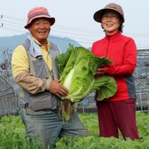 완주 유기농 배추(알배추) 5kg (3~5포기), 1박스, 유기농 배추 5kg (3~5포기)