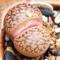 리톱스 할리 다육이 귀욤 탈피 동글 다육 랜덤84-10, 단품, 1개