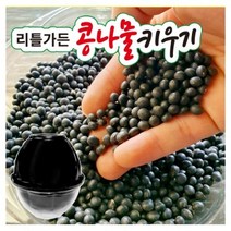 콩나물 재배기 키트, 콩나물 키우기 키트, 3개