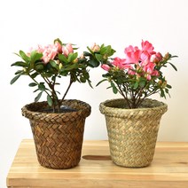 농장직영 1+1 철쭉 아젤리아 봄꽃 생화 화분 공기정화, 철쭉 모종 해초바구니(갈색) 1set