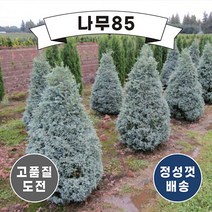 (나무85) 블루버드 나무 묘목 포트, 4. 블루버드 60cm 내외 분