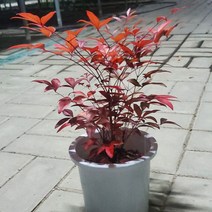 가홈플라워 남천 나무 묘목 공기정화식물