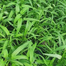 베트남 손 공심채, 500g, 1개