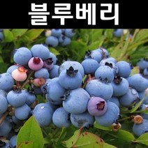 블루베리/블루레이 삽목4년 결실주(분) 나무 묘목 1개/유실수/과수