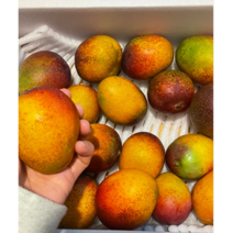제주 미니 애플망고 1kg 명품 고당도 가정용 선물용 국산 특품 선물세트 농장직송 산지배송, 1kg(6-14입), 1개