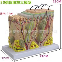 인체 모형 피부조직 피부과 뼈 해골 사람 교육용 근육 간호실습용 침술 장기, 50배확대