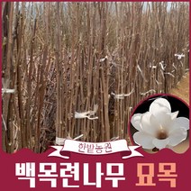 백목련나무 묘목 봄꽃나무키우기 반려나무 원예 가드닝 화단꾸미기 정원수 관상수