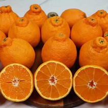 제주 노지 한라봉 미니 대과 특과 3종 크기선택 자연그대로 인위적인 재배 NO 5kg 10kg, 제주 자연 한라봉 대과 5kg 21-25과