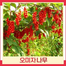 오미자나무 묘목 실생1년생 뿌리 특묘 5개
