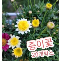 종이꽃-20개박스/사랑담은 꽃말을 가진 로단테