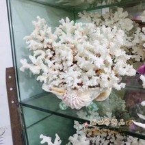 철갑상어키우기 구피암컷 베타암컷 화이트 산호 장식 분경 인테리어 소품으로 혼례 지중해, 03 백산호는 12센티미터의 물에 담가서는