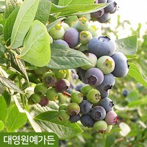 블루베리나무 8종 열매 유실수 과실수 꽃나무, 02. 스위트하트 6치포트