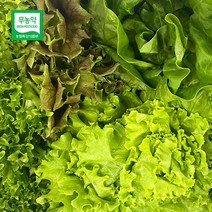 스마트팜 수경재배 무농약 유러피안 샐러드, 미니로메인1kg