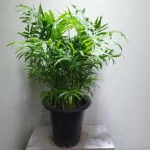 마지나타 실내공기정화식물 반려식물