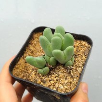 미니 다육식물 축전8, 1개