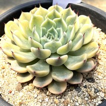 핑크자라고사북륜금 화려한 다육이 실내인테리어 공기정화 식물