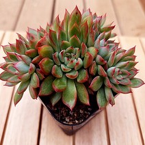 메비나 붉은 라인을 그리기 시작한 국민 다유기 가을 다육1-30, 단품