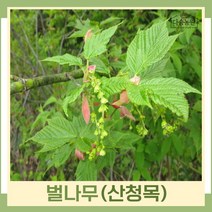 벌나무 묘목 산청목 산겨릅 실생3년생 뿌리묘 3개