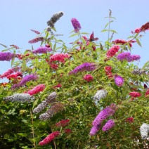 [충북농원] 붓들레아 삼색컬러 삼색붓들레아 묘목 - 5치포트묘, 단품, 1개