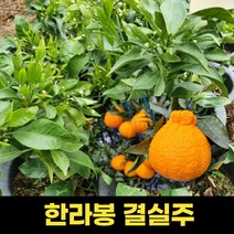 한라봉묘목 3년생 결실주 과실류, 1개