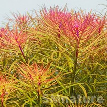 판타날 레드 핀네이트 (2줄기), 단품