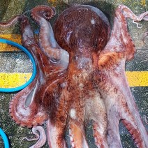 국내산 산지직송 제수용 참문어 데친 삶은 피문어 2kg 3kg 4kg 5kg 자숙문어, 4.8kg, 참문어(피문어), 1개