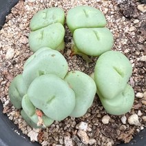 [올식스] 글로보섬, 1개