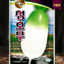 가을무씨앗 김장무씨앗 근형이 균일하고 깨끗하여 상품성이 높은 청호무 30g (22년포장)