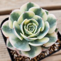 우아한 다육이 모아보기, 2번-르노어딘금, 1개