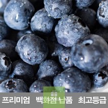 영화청과_냉동_생_저장_재배_백화점_납품_블루베리_프리미엄_400g_보관_시세_수입산 5FDC, 상세페이지 참조