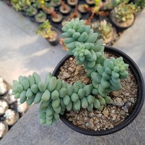 청옥(랜덤)