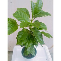 커피나무(중품) // 커피나무키우기/ 커피열매 얻기 / 커피열매 얻어보세요!