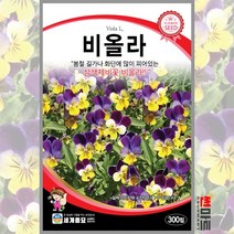 비올라 300립 / 다년생 삼색제비꽃 꽃씨 씨앗 화단 정원 꽃밭