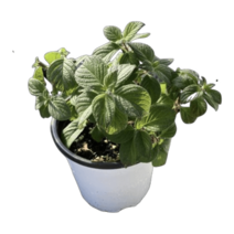 그린플랜트 꽃식물 헬리오프로트(중품)