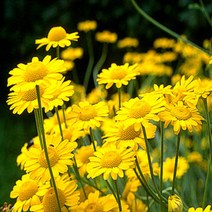 꽃무리농원 [초화]허브-카모마일(다이어스)