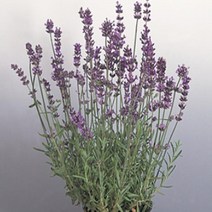 씨앗/ 허브-라벤다(잉글리쉬라벤다) 문스테드 : 45립 Q1475