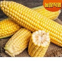 [즉시발송]달고나 프리미엄 초당옥수수/냉동, 01.냉동특품 6개/프리미엄초당/20센티이상